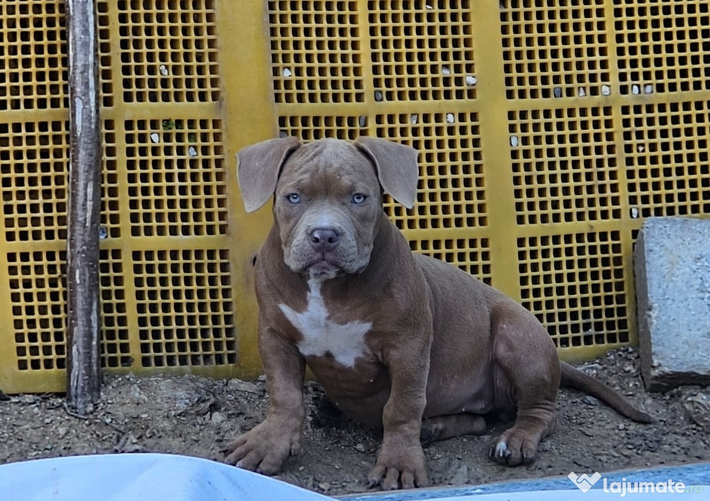 American bully pocket