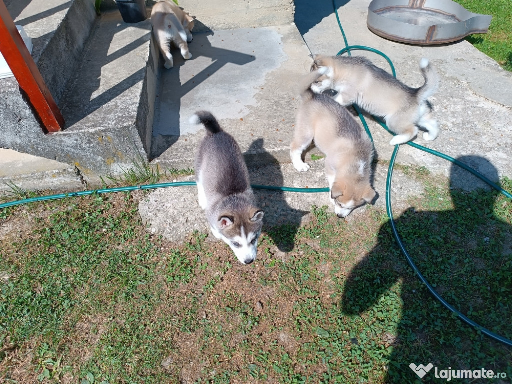 Husky siberian preț 800 lei 2 fetițe 1 baiat