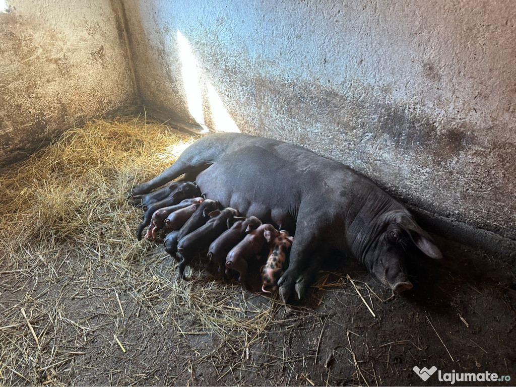 Disponibilă prima fătare!