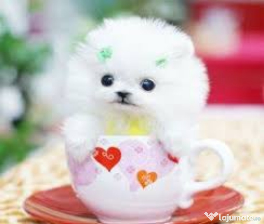 Pomeranian mini teacup boo