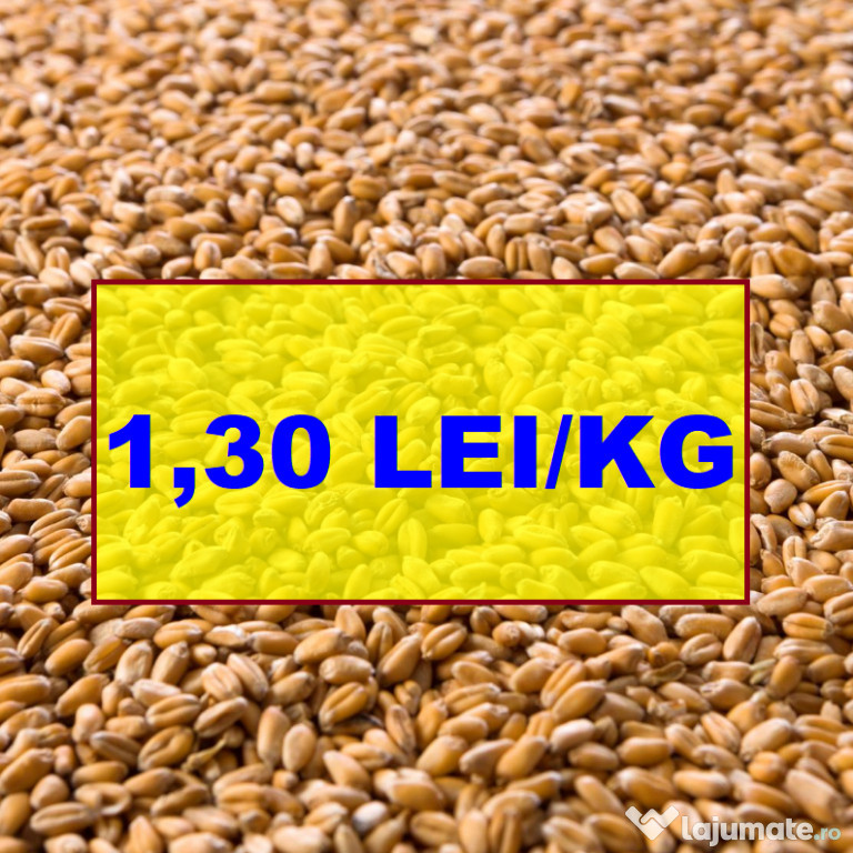 Vând grâu recolta 2024