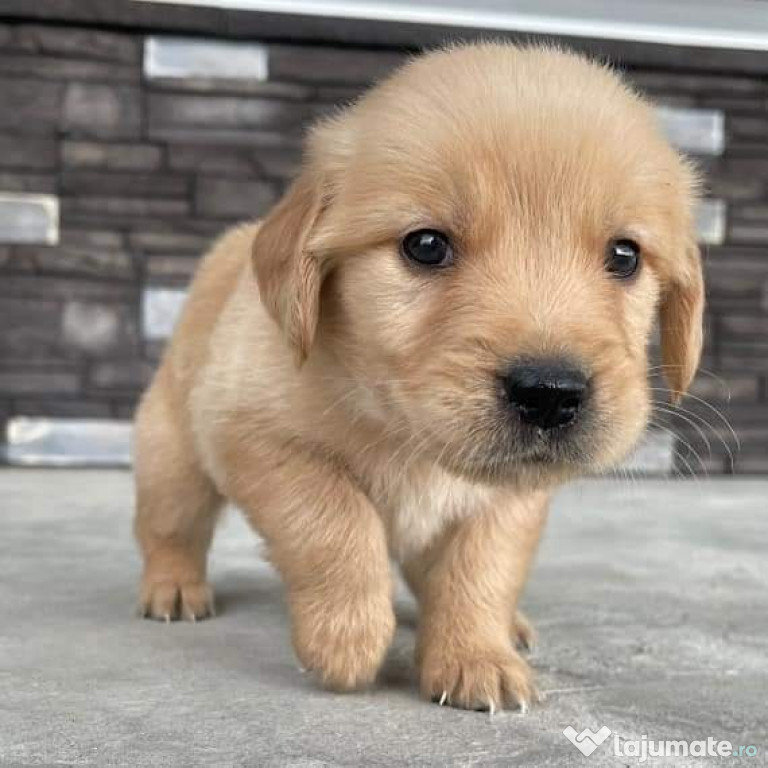 Golden retriever