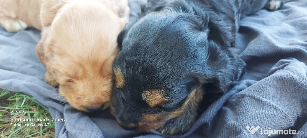 Puiuți cocker spaniel