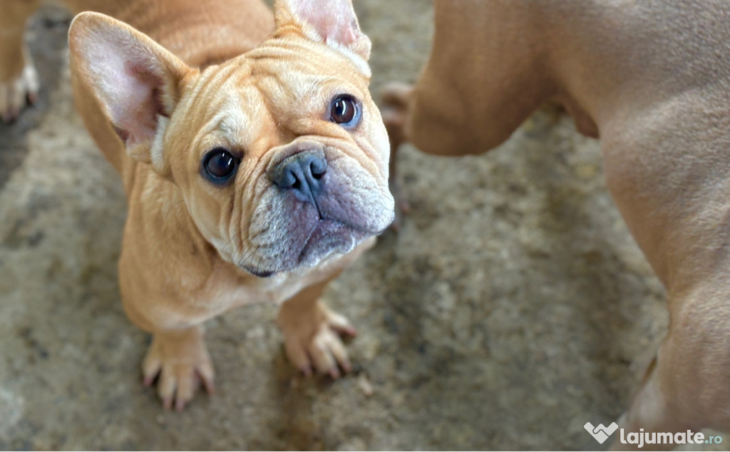 Vând Bulldogi francezi