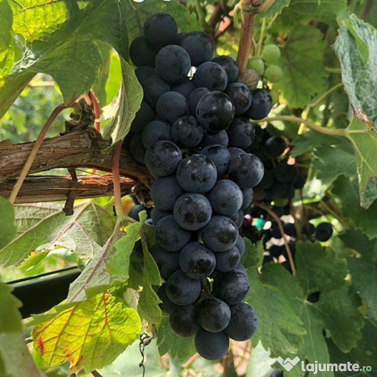 Struguri de vanzare soi Plavaie si Merlot