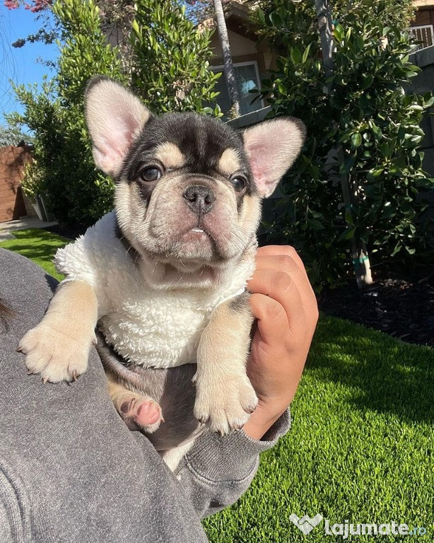 French Bulldog Blue cu ochi albastri, 2 luni, factura fiscala, garanti