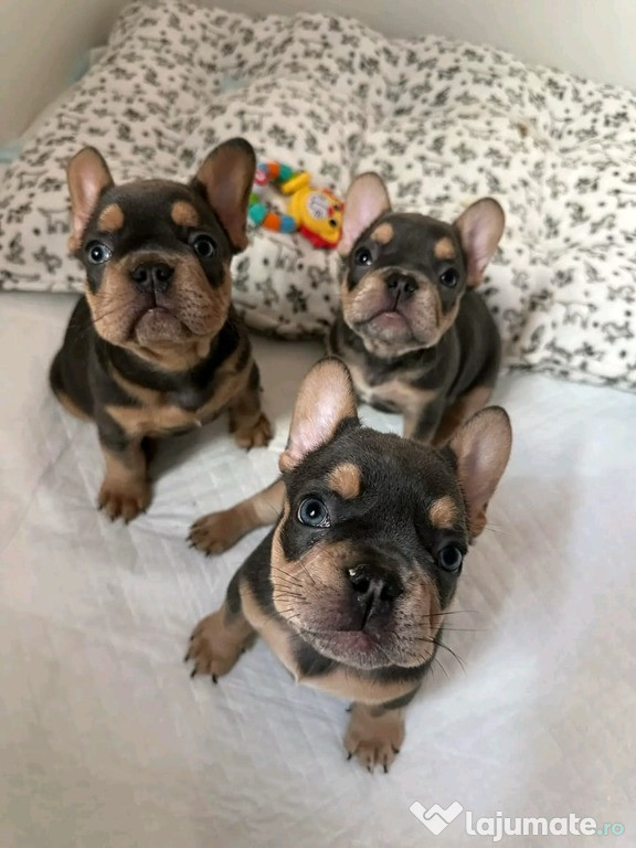 French bulldog fetita