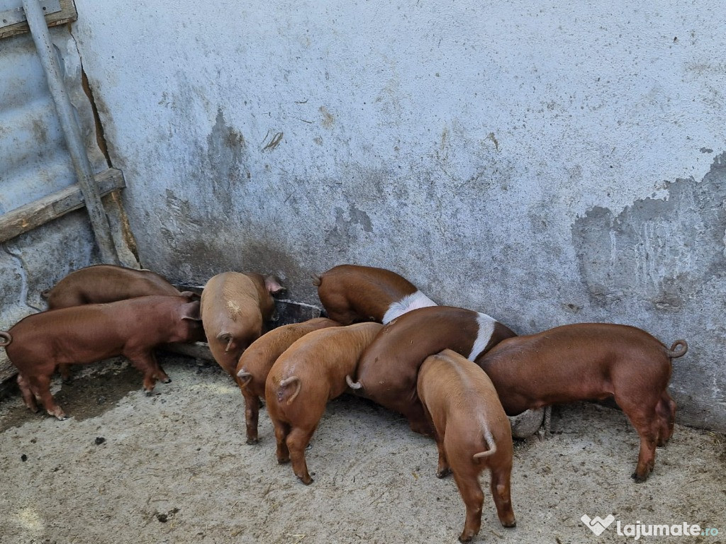 Vand purcei rasa Duroc in Moldoveni Neamt