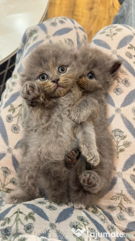 British shorthair