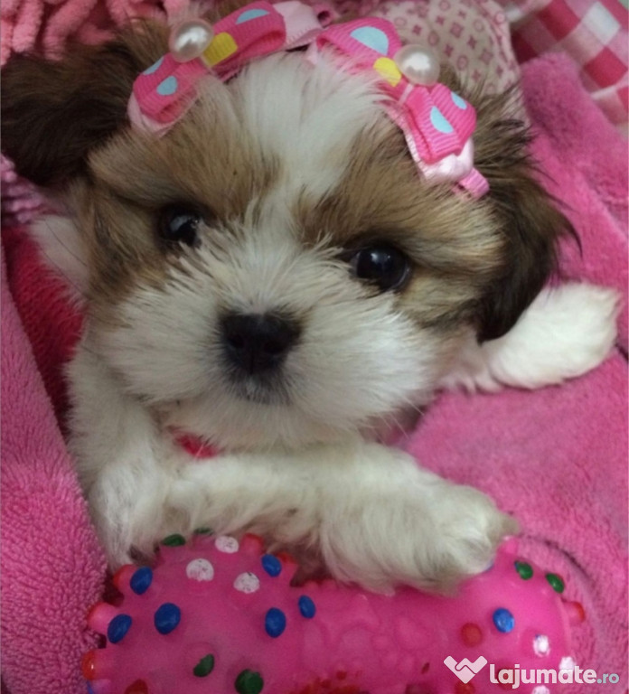 Pui shih-tzu talie mica