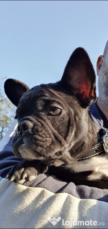 Catelusa bulldog francez