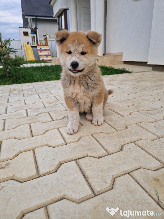 Akita inu cauta o familie noua