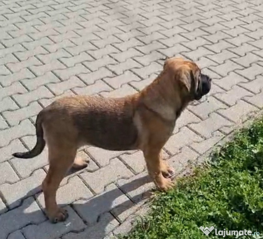 Cane Corso cu pedigree !