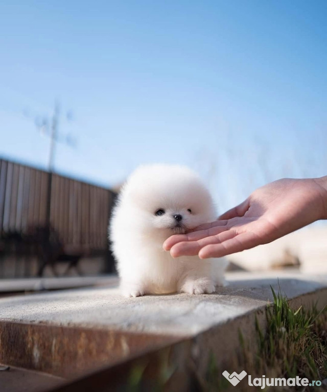 Pomeranian mini boo