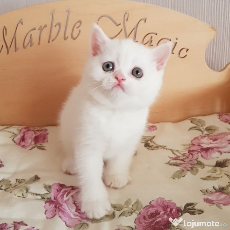 British shorthair pui superbi