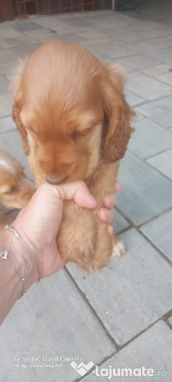 Puiuți cocker spaniel