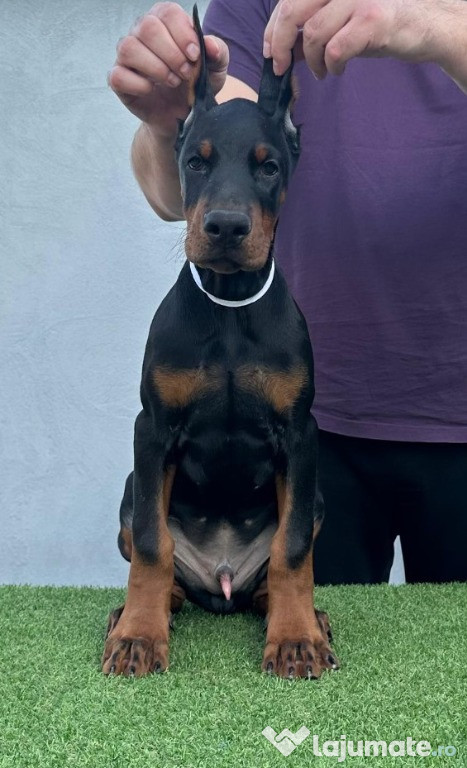 Doberman catelusi de vanzare