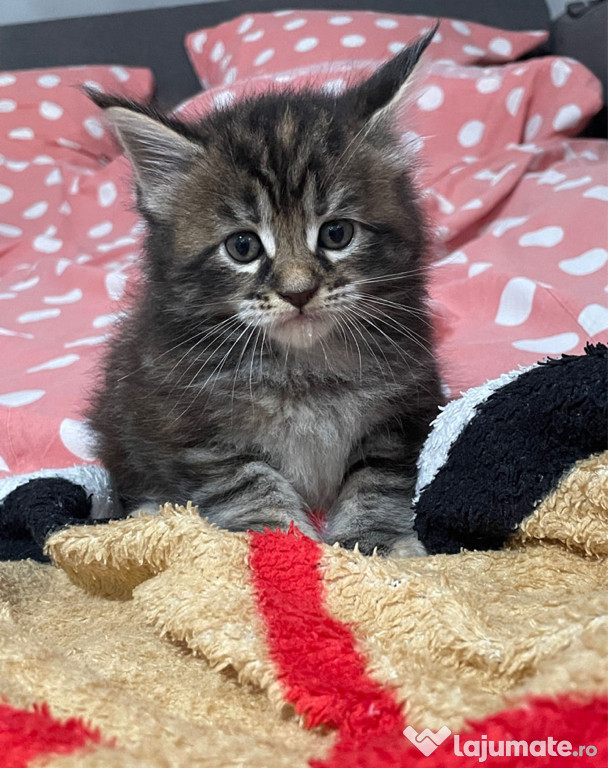 Maine Coon deosebiți