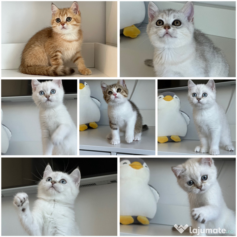 British Shorthair puisori superbi !!