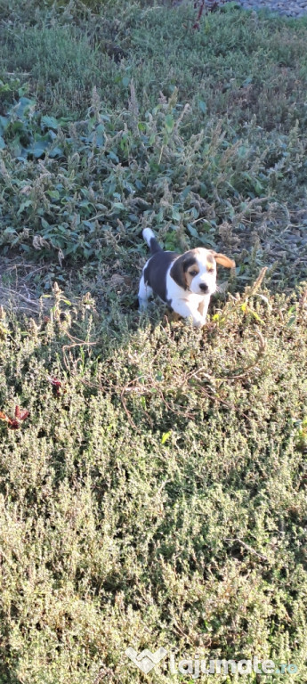 Beagle caută căsuță