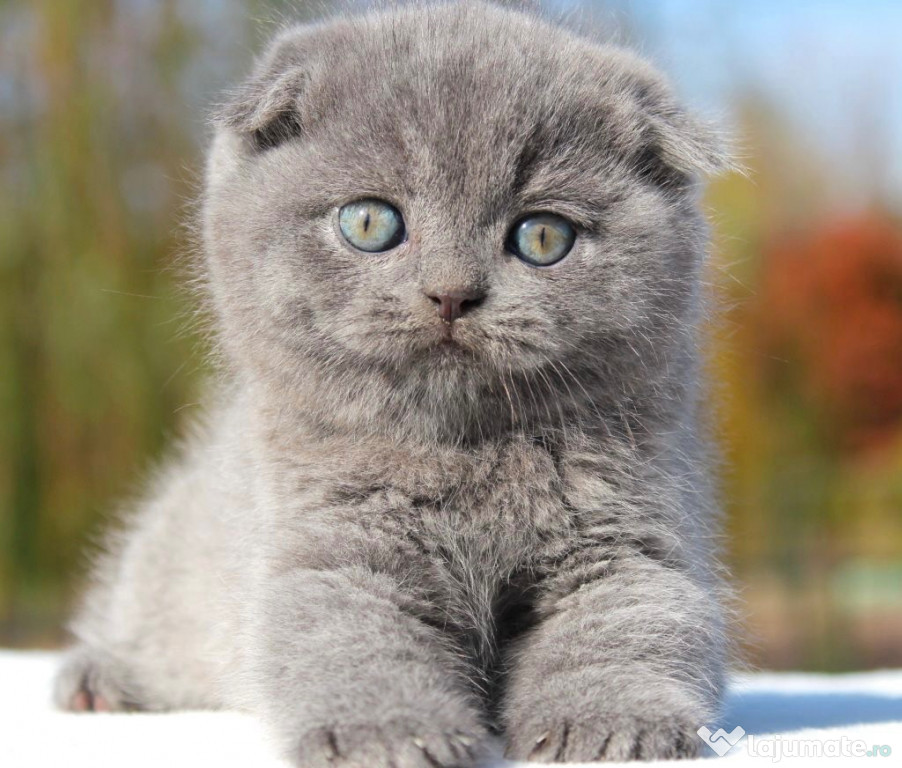 Pui scottish fold si british