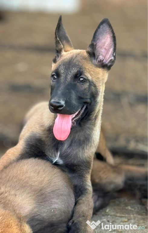 Ciobanesc Belgian Malinois