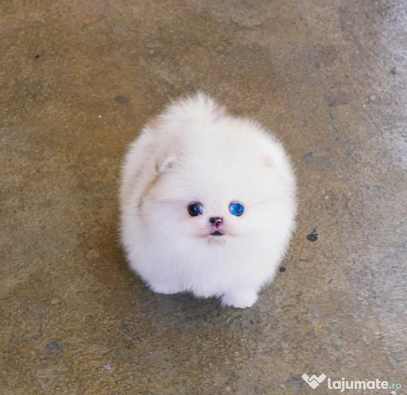 Pomeranian mini teacup