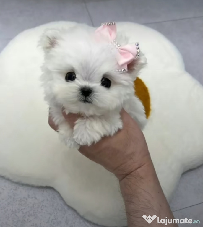 Bichon maltez mini toy