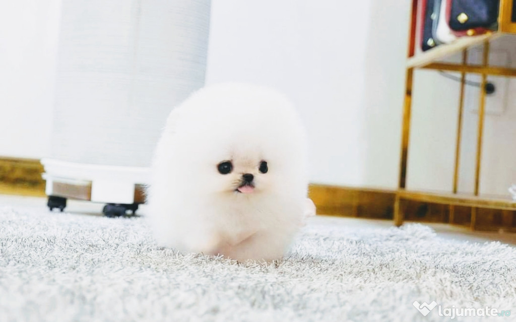 Pomeranian miniatura boo