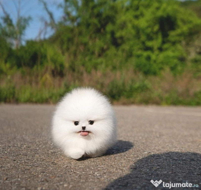 Pomeranian mini teacup