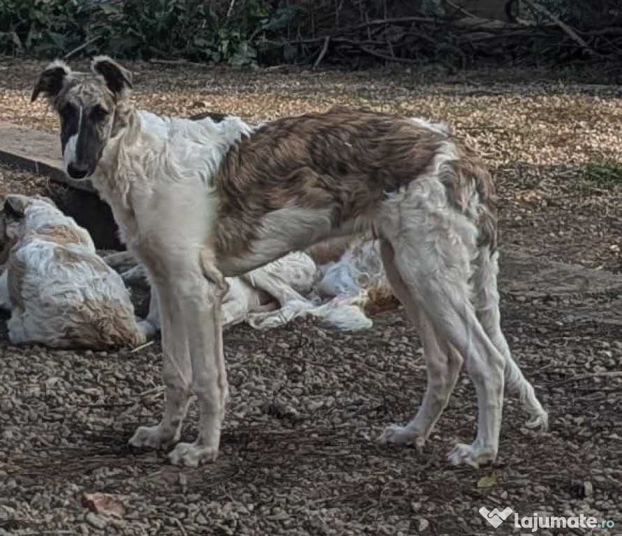 Pui de Ogar Rusesc/ Barzoi