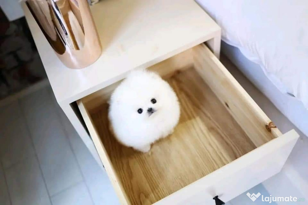 Pomeranian mini ursulet