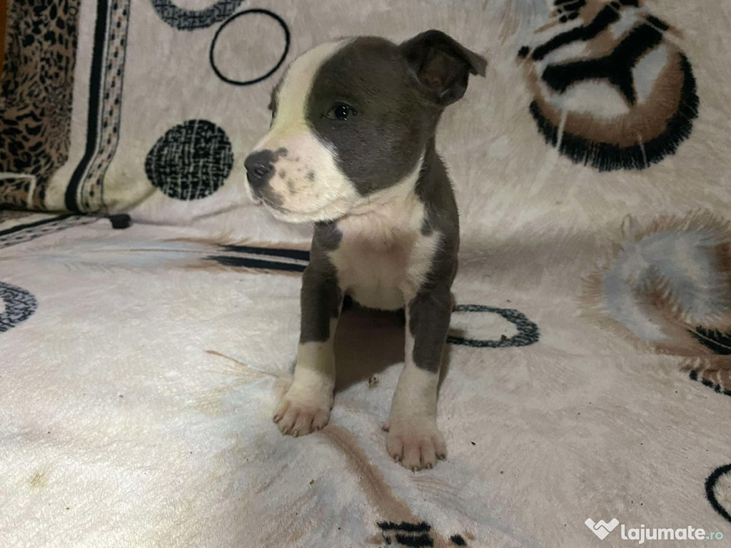 Pui Amstaff Blue