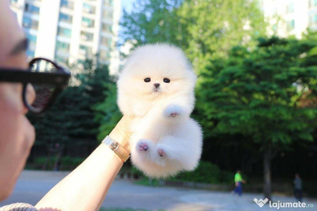 Pomeranian teeacup mini boo