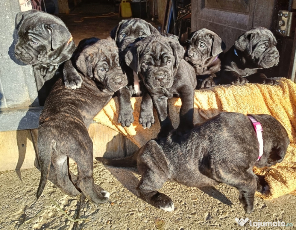 Pui Cane Corso de Vânzare