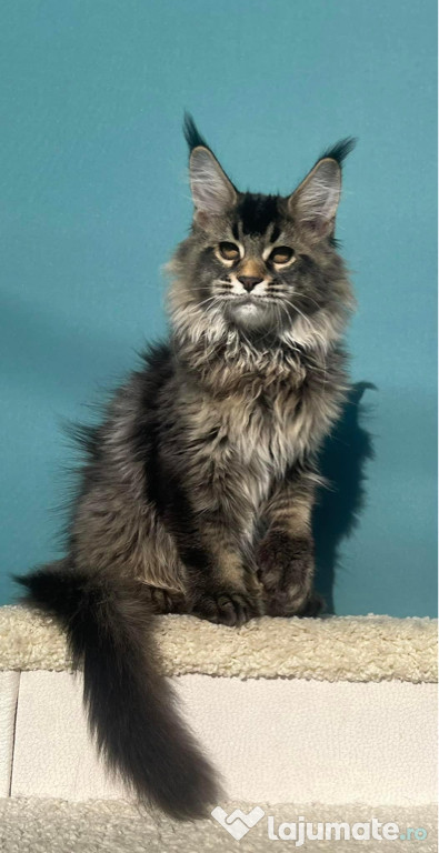 Maine coon superb