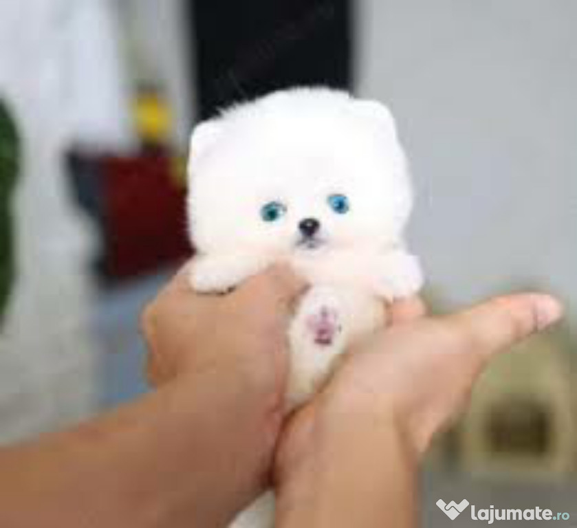 Pomeranian boo teeacup