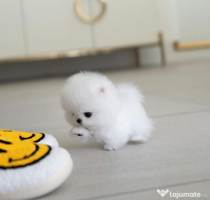 Pomeranian mini boo