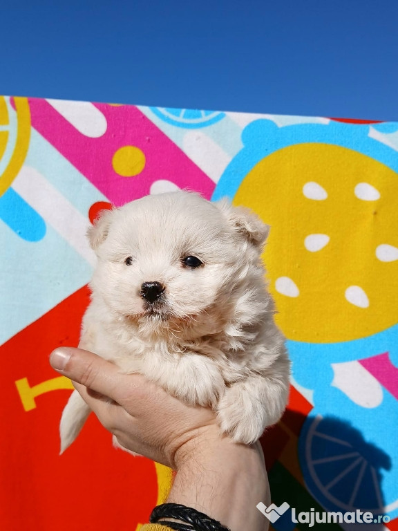 Pui Bichon Maltez mascul superb