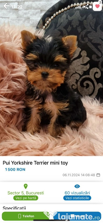 Pui Yorkshire Terrier mini toy rasa pura