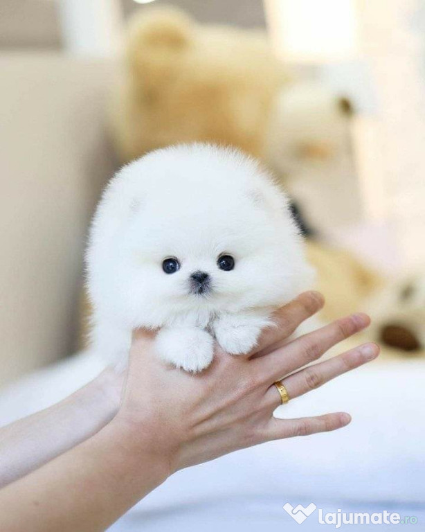 Pomeranian boo mini