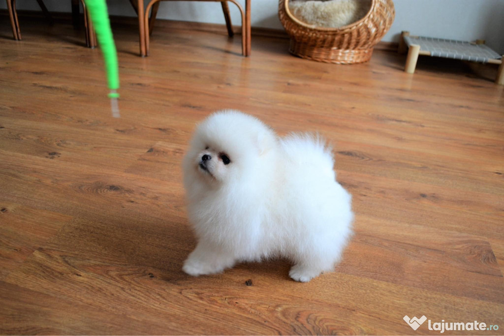 Mini Pomeranian Fci Pedigree