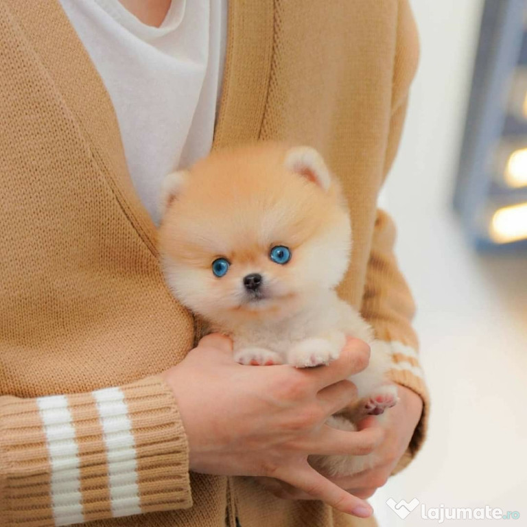 Raritate pomeranian mini boo