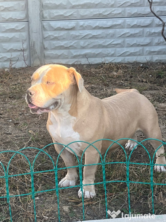 Femelă American Bully