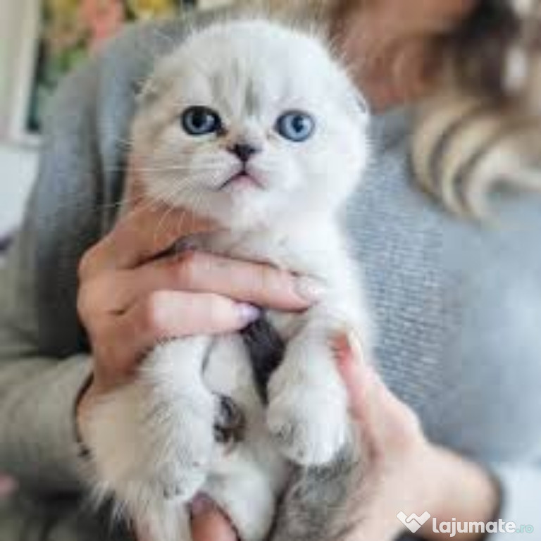 Scottish fold wyskas gratis