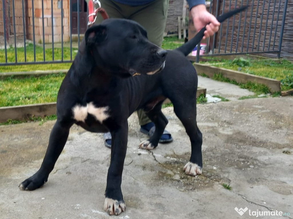 Presa canario /balck phanter