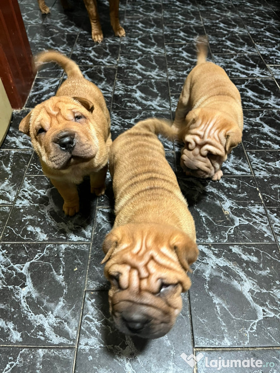 Căței din rasa Shar-Pei