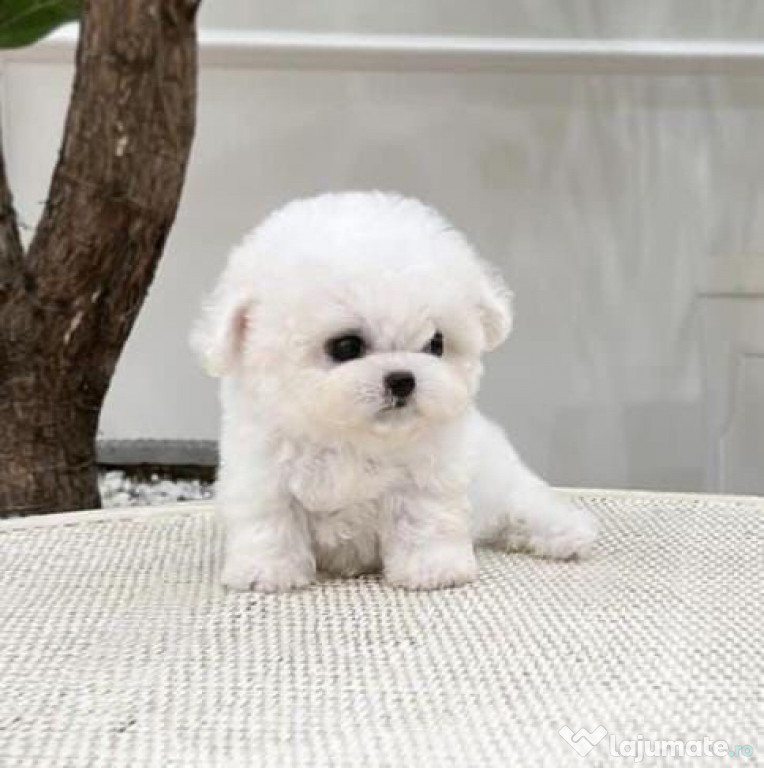 Bichon maltez mini toy ( perfect de apartament )