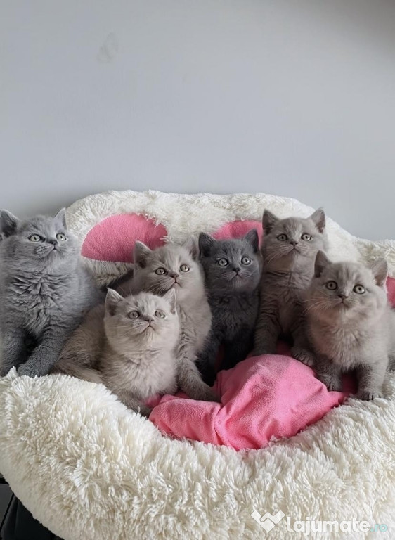 British shorthair băieței și fetițe