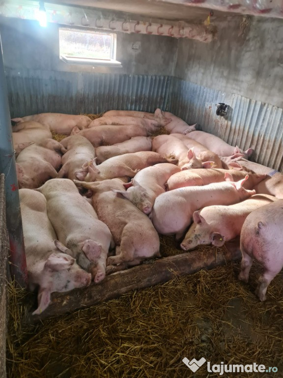 Porci si Purcei pentru Craciun Transport Asigurat